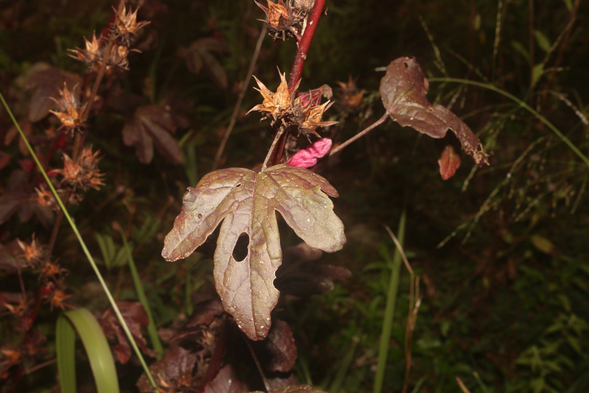 Hibiscus acetosella Welw. ex Hiern